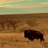 Bison (buffalo), gentle giants, in Wichita Mountains Wildlife Refuge