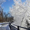 Trees frosted with the 'snow" created by water droplets Minneopa Falls kicks up into the frigid air.