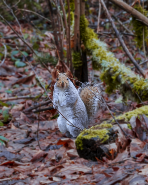 The forest floor is free of snow and the squirrels are going about their daily business.