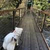 Heading across the suspension bridge - be sure your pups are on leash!