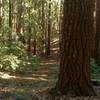Mixed redwood forest along White's Lagoon Road.
