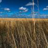 Grasslands on the Florida prairie