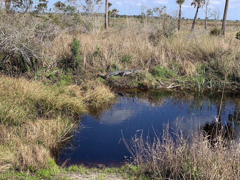 Alligator sunning along the wetlands
