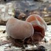 Wood Ear Mushrooms found on trail (Auricularia auricula-judae)
