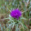 A colorful thistle next to Pena Trail