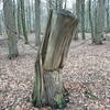 A stump along the trail / En stukket stub
