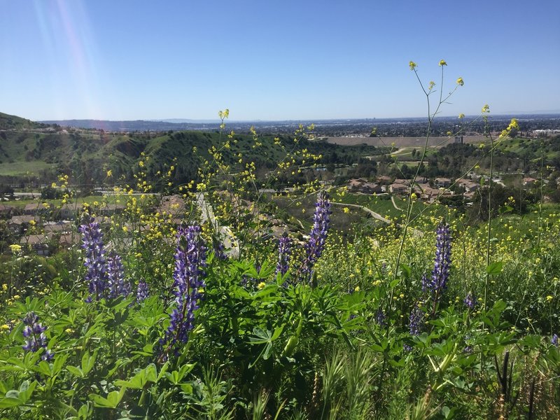 Olinda Trail at half-mile mark or so, looking south over Brea toward Newport Beach.  March 17, 2019