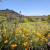 The wildflowers at Picacho Peak State Park were phenomenal in 2019.