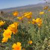 California poppies. EVERYWHERE!