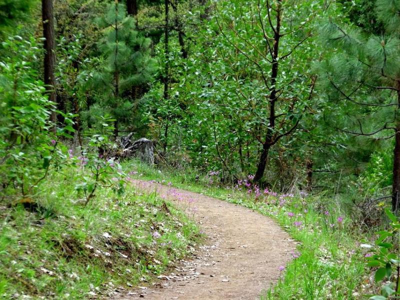 Britt Ridge Hiking Trail, Jacksonville, Oregon