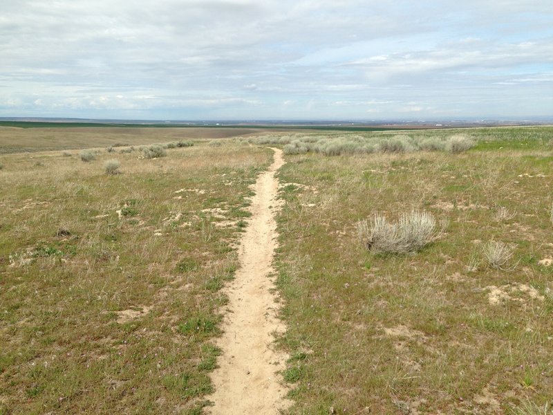 Typical hardpack dirt trail bed.