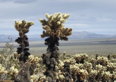 teddy bear cholla injury