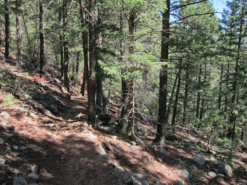 Forest on Palmer Red Rock loop