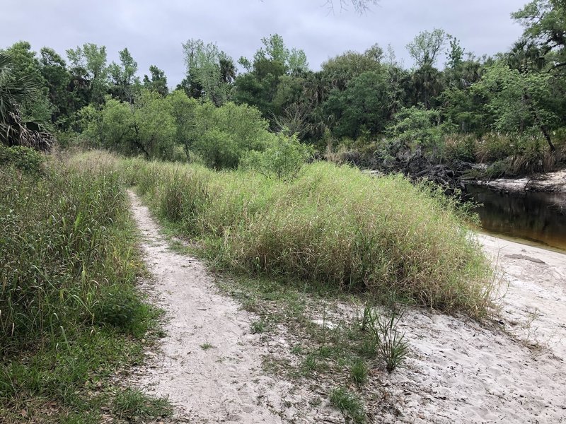 Exposed areas near the bank have some tall grass.