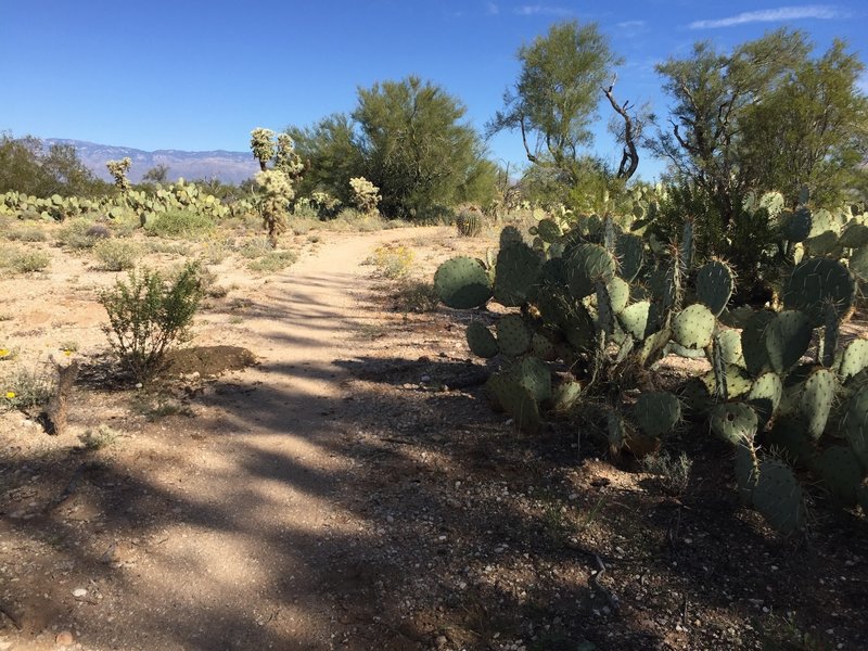 Hanging with the cacti on Snake Dance Loop