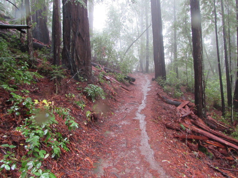 A lovely winter rainstorm on the East Ridge Trail