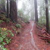 A lovely winter rainstorm on the East Ridge Trail