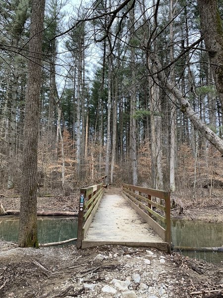 Early Springtime on Jackson Creek Trail in Yellowwood State Forest