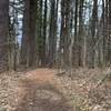 Early springtime on Jackson Creek Trail in Yellowwood State Forest
