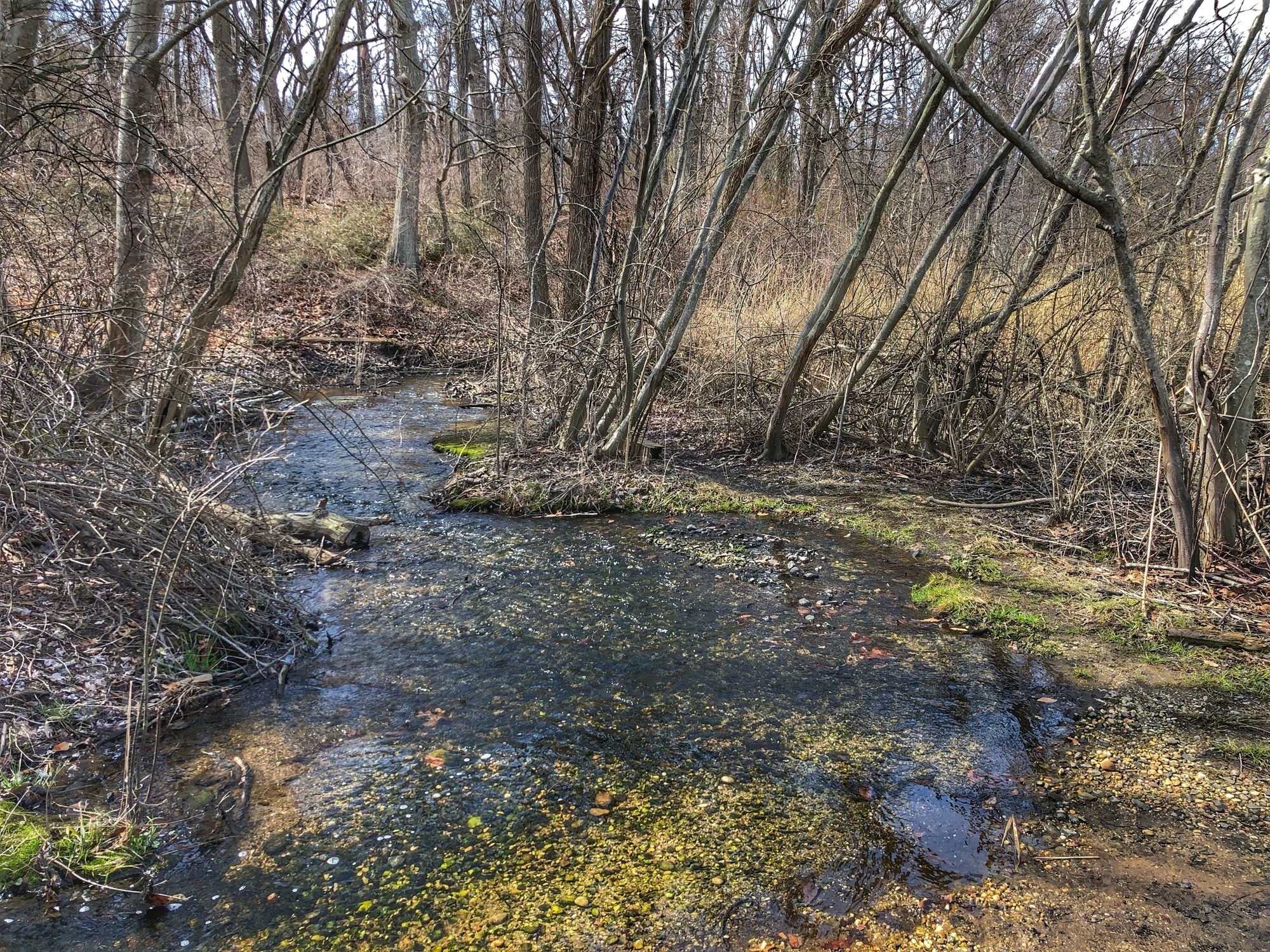 Simple Brook Small brook next to a small scenic lake on the east side of the preserve