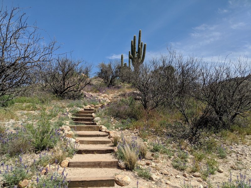 Some of the stairs of the Romero Ruins Interpretive Trail.