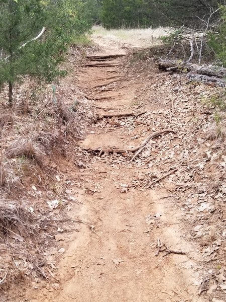 Roots formed "stairs" on the trail.  New Deal Trail, Lake Murray State Park, OK