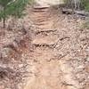 Roots formed "stairs" on the trail.  New Deal Trail, Lake Murray State Park, OK