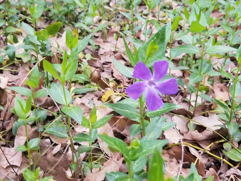 Unidentified purple flower.  New Deal Trail, Lake Murray State Park, OK