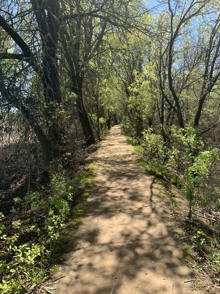 River Walk Trail next to Middle Slough. Photographed between trail marker 8-9; March 2019