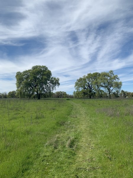 River Walk Trail. Photographed between trail marker 20-21; March 2019