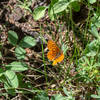The wildflowers that bloom in late spring and early summer attract a lot of butterflies.
