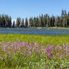 Beautiful wildflower meadows surround Crescent Lake