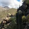 Some saguaros off of the Phoneline Trail.