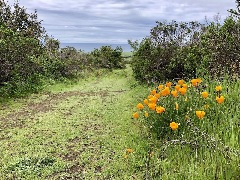 Looking down at the ocean and some california poppies early on in the journey up East Molera Trail