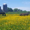Horses and buttercups