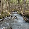 LOUD glacier-fed brook. A great soundtrack to the trail.