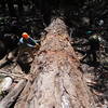 Volunteers clearing a 60" bigcone spruce near Devore Trail Camp.