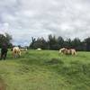 Horses grazing in the farm along the trail