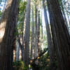 Awed by the redwoods