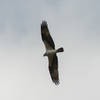 An Osprey soaring above the river. It's nest is at the top of a tree on the other side of the river