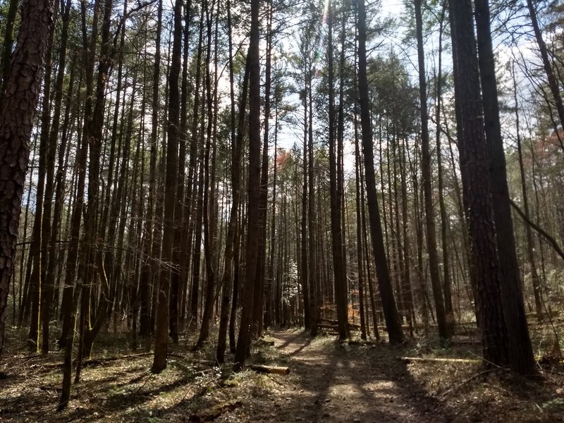 Cooper Road Trail Hiking Trail, Maryville, Tennessee