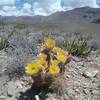 Texas Rainbow cactus in bloom and view of the Franklin Mountains