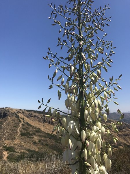 Agave blooms between peaks