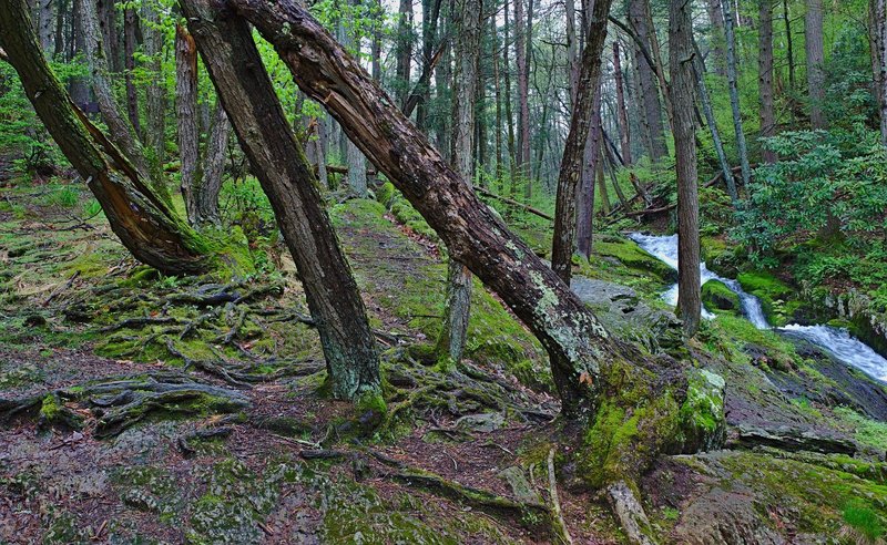 It's more of a walk than a hike through Tillman's Ravine, but the scenery makes this a special location to visit each year.