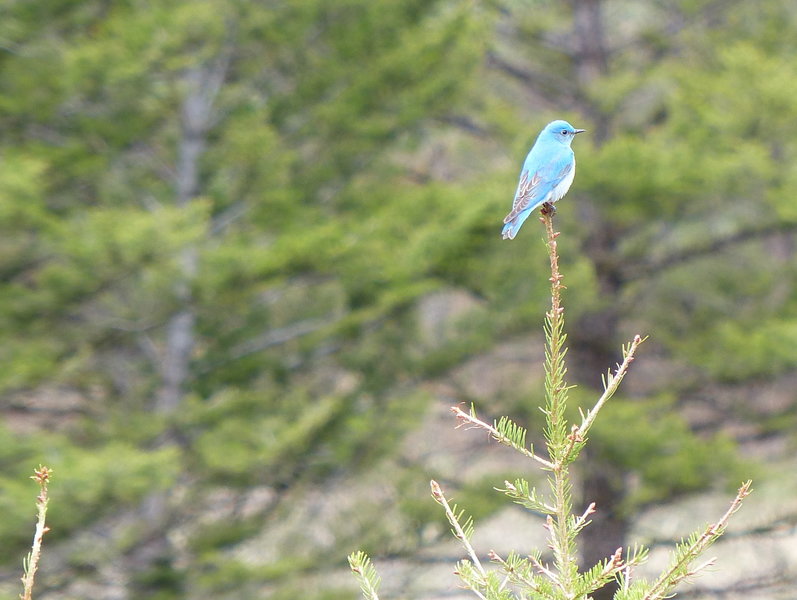 Another bluebird
