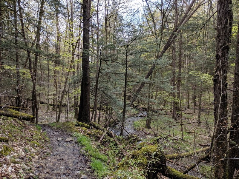 Much of the hike occurs in the woods, surrounded by various types of evergreen and deciduous trees. As the elevation and directions change, so does the ecosystem.