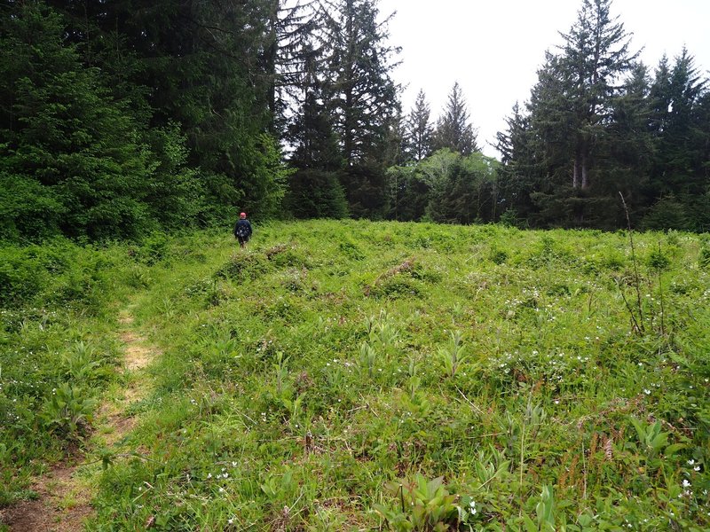 One of the meadows on Nelson Ridge.