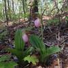 A wild orchid ... the Pink Lady Slipper