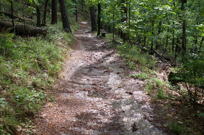 Water flows down the trail after a rainstorm.