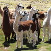Llamas careful watching as the hikers and gauchos pass by.